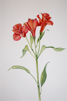 Botanical Watercolor-Alstromeria in Watercolor w Liz Fusco