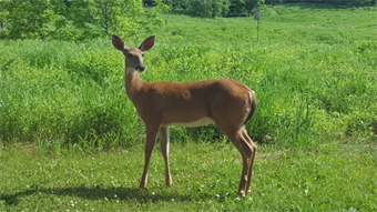 Chronic Wasting Disease: A Threat to New England Deer & Moose A Disease You Should Know About