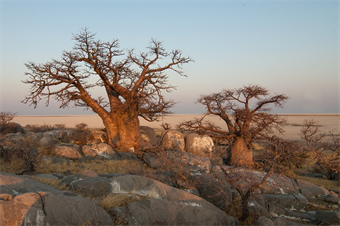 Botswana: Gem of Africa