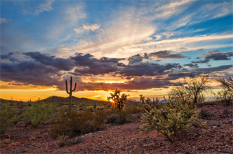 Desert Dreams: The American Southwest Sonoran Desert