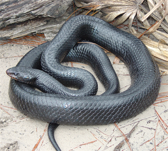 Snakes of Arkansas