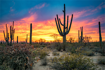 Fascinating Southern Arizona - The Sonoran Desert & Tucson