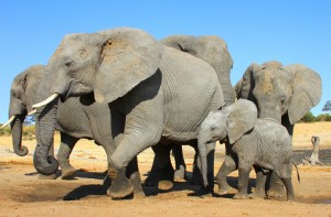 African Wildlife: Endangered and Vulnerable Species