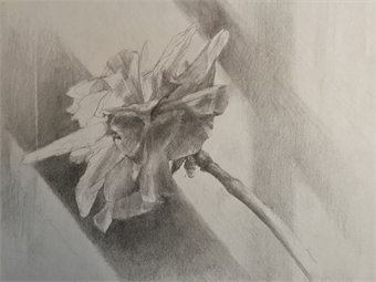 ONLINE: Drawing Fundamentals for the Still Life: Flowers, Furniture & Food