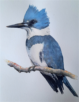 Joyfully Painting in Watercolor- Kingfisher
