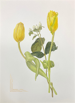 Double Dutch: Tulips by two Artists - Jeanne Reiner & Gaye Grossman
